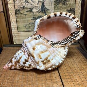 Triton Trumpet Shell 1lb 10.7oz Natural Cream Brown Seashell 9.5”Lx5.25”Wx4.5”H